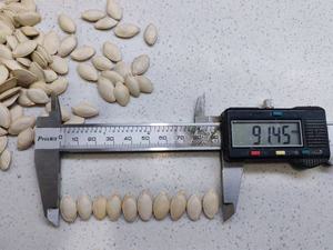 Semillas de Calabaza Blanca como la Nieve Golden Harvest, 10 cm, de Mongolia Interior, Crudas y Secas, de Grado Alimenticio - Product Image 4
