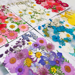 Pétalos de hoja de tallo de <span class=keywords><strong>flores</strong></span> <span class=keywords><strong>silvestres</strong></span> <span class=keywords><strong>preservadas</strong></span>, <span class=keywords><strong>flores</strong></span> prensadas Diy, flor prensada de resina, flor seca plana prensada para manualidades Diy - Product Image 1