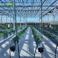 Serre agricole multi-travées avec couverture en film PO et structure en acier, serre complète pour la plantation et la culture hydroponique