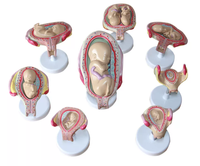 Modèle anatomique du développement fœtal intra-utérin, modèle d'orientation obstétricale et de contraception pour l'enseignement des sciences de la sage-femme
