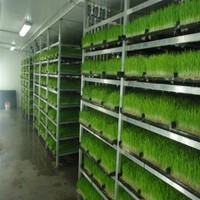 Plateau de micro-pousses d'orge hydroponiques pour animaux