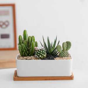 Grands Pots <span class=keywords><strong>de</strong></span> fleurs succulents en céramique d'exportation Pots combinés rafraîchissants modernes Finition émaillée en porcelaine blanche pure Jardinière simple - Product Image 2