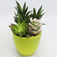 Plante succulente artificielle en plastique haute simulation, écologique, pour la maison, le jardin, en pot, pour l'intérieur, le bureau, la table