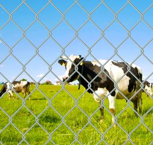 8 pies 9 calibre <span class=keywords><strong>Dios</strong></span> Animal prueba verde cadena enlace cerca productos costo - Product Image 2