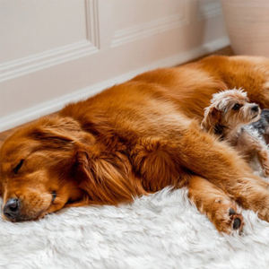 เตียงสัตว์เลี้ยงแบบพกพา ขนาดใหญ่ หรูหรา ทำจากหนังเทียมขนสัตว์เทียม รองรับกระดูกและข้อ ดีไซน์ทันสมัย สำหรับแมวและสุนัข ใช้ได้ทุกฤดู ซักล้างได้ พร้อมเมมโมรี่โฟม - Product Image 3