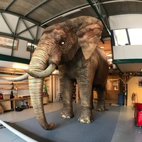 Escenario Inflable Personalizado, Modelo de Animal Gigante, Elefante Inflable Gigante Adecuado para Desfiles y Exhibiciones