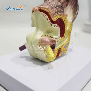 Modèle d'anatomie de l'oreille de chien ; spécimen de démonstration pour l'enseignement vétérinaire ; outil pédagogique pour les cours universitaires. - Product Image 3