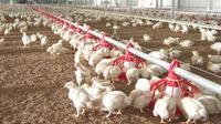Système de Ligne d'Alimentation Automatique pour Poulets de Haute Qualité, Équipement Complet pour l'Élevage Avicole