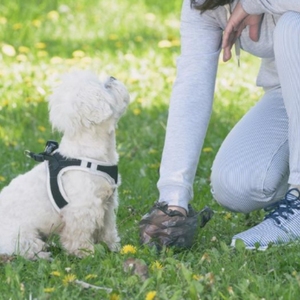 Bolsas Biodegradables para Excremento de Mascotas, Bolsas Compostables Ecológicas, Mayorista de Bolsas Desechables para Excremento de Perro - Product Image 3