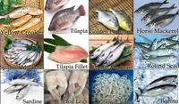 Poisson scad rond frais et congelé, poisson scad queue jaune, poisson à petits yeux, fournisseur en gros