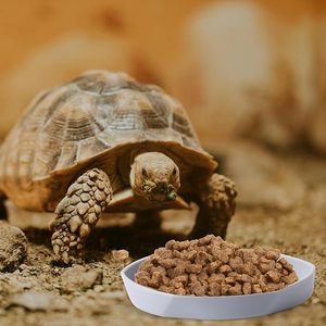 Paquete de 4 platos <span class=keywords><strong>pequeños</strong></span> para comida de reptiles, plato de agua de gusano de plástico para lagarto, Gecko, dragón barbudo, camaleón, blanco y gris - Product Image 5