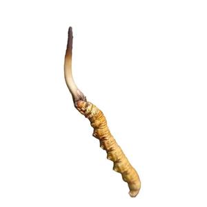 Dong chong xia cao O melhor Cogumelo Cordyceps Sinensis Fresco Tibetano selvagem Natural Cordyceps Sinensis Fresco - Product Image 2