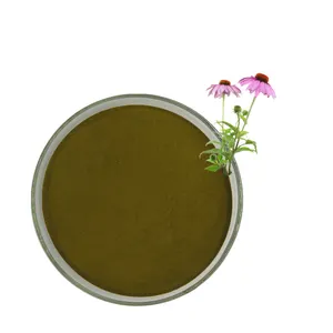 Braun grünes Pulver 4% Zichorie säure Echinacea Purpurea Extrakt pulver