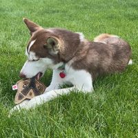 Jouet à mâcher pour chat en feutre de laine naturelle, écologique, durable, en forme d'écureuil, jouet de dentition pour chiot, réduit l'ennui, jouet interactif pour animaux de compagnie