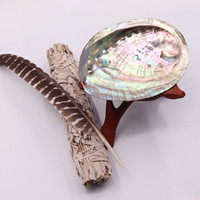 Coquillages d'Abalone Naturels CELION Factory – Meilleures Ventes, Prix Bas, pour Artisanat (3, 4 et 5 Pouces)