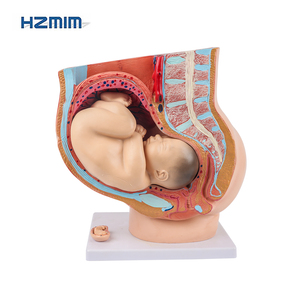 3D chi tiết PVC nữ mang thai sagittal Mô hình giải phẫu có thể tháo rời thai nhi cho đào tạo y tế trình diễn tử cung manikin - Product Image 3