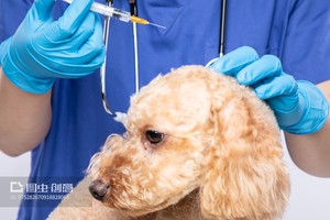 PRP per gli animali e il cane e il gatto guariscono - Product Image 5