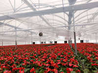 Serre agricole en polycarbonate pour la culture hydroponique de tomates à vendre