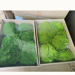 I429 Onsterfelijke Bryofyte Muur Wit Haar Mos Blok Echte Mos Muur Gedroogde Fower Achtergrondmuur - Product Image 6