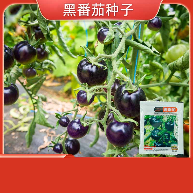 11# Tomate noire