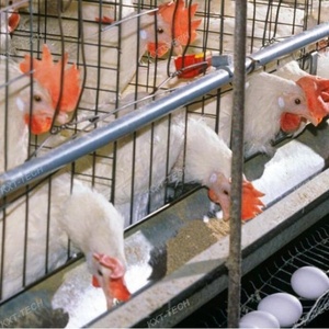 PP phân vành đai Gia Cầm lồng hệ thống được sử dụng trong chim cút lồng/hệ thống cho ăn - Product Image 1