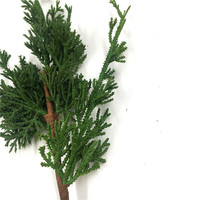 Feuilles d'evergreen, fausse plante, arbre de pin, tige de plante de genièvre