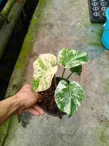 稀有龟背竹杂色组织培养植物 - 3-5厘米，实验室栽培，独特的收藏级叶材，经过植物认证 - Product Image 1