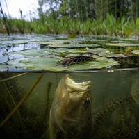 Leurre de pêche réaliste en forme de crevette souple