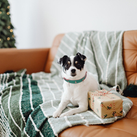 Colliers pour chiens de style égyptien personnalisés en gros OEM, colliers pour animaux de compagnie imprimés en or