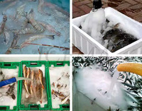 Nouveau produit machine à glace à lisier de pulpe 5T/24h pour la congélation de fruits de mer machine à glace