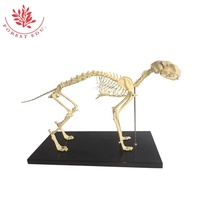 Modèle anatomique d'animal Chat en plastique Modèles de squelette d'animal Squelette de chat Science médicale Squelette de chat