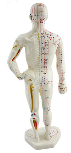 Modello Anatomico del Meridiano per Agopuntura - Modello di Agopuntura <span class=keywords><strong>26</strong></span> <span class=keywords><strong>Centimetri</strong></span> - Product Image 6