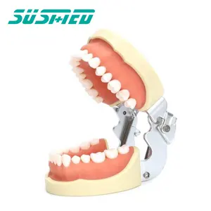 चिकित्सा सिमुलेशन दांत मॉडल के साथ नरम गम के लिए तैयारी