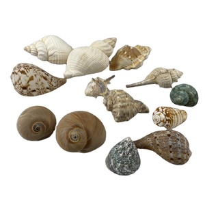 Cesto Ecologico di Conchiglie per Decorazioni Artigianali e Regali - Product Image 2