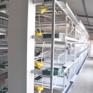Ensemble complet de cages automatiques de type H, installation <span class=keywords><strong>facile</strong></span>, faible entretien, équipement avicole pour poulailler - Product Image 1