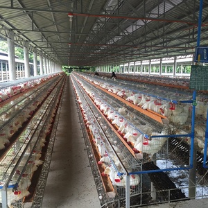 Giá Rẻ Giá Mới 48 96 120 128 160 Chim Gà Trứng Đẻ Pin Gia Cầm Lớp Gà Lồng Thép Carbon Thấp 15-20 Năm Cuộc Sống - Product Image 5