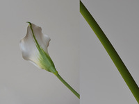 Fleurs artificielles Calla Lily réalistes multicolores au toucher doux en EVA pour la décoration de mariage et de la maison