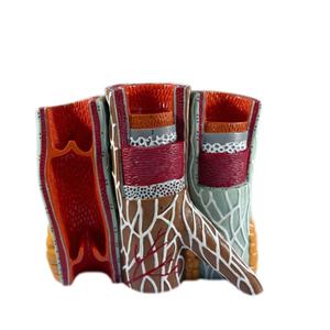 Modelo de Maniquí de Estructura Vascular Humana Ampliada - Anatomía Arterial y Venosa Educativa, Material de PVC Avanzado - Product Image 1