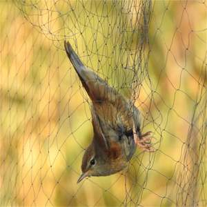 Red Antipájaros para Captura de Aves - Product Image 5