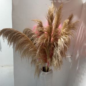 A-563 naturel pampa longue branche grande plume pampa duveteux herbe de pampa séchée - Product Image 1