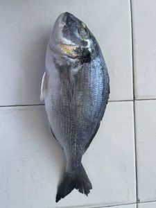Pemasok Ikan Kerapu Beku Utuh Berkualitas Premium
