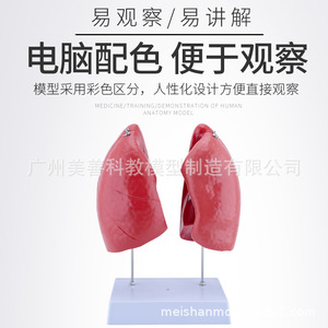 Modèle de poumon, modèle d'anatomie du poumon humain, structure du système respiratoire du bronchus pulmonaire, modèle d'aide pédagogique médicale - Product Image 5
