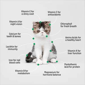 Produttore diretto Petlinks Nibble <span class=keywords><strong>Licious</strong></span> Organic Cat Grass tool set Kit - Product Image 4