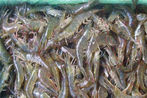 El polvo de Bacillus probióticos para acuicultura elimina eficazmente las <span class=keywords><strong>bacterias</strong></span> dañinas en el agua acuática - Product Image 2