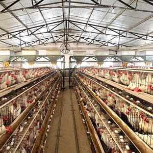 أفضل سعر وأرخص سعر لقفص دجاج آلي بأربعة طوابق من النوع A - Product Image 3