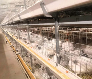 TBB Cages pour poulets de chair de marque célèbre avec système d'alimentation automatique pour la maison ou le commerce en Afrique - Product Image 1