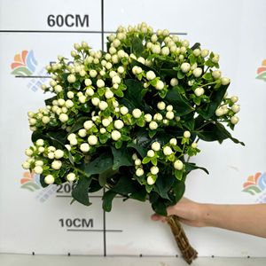 Flores de Frijol Rojo Frescas Fire Dragon Ball, <span class=keywords><strong>Flor</strong></span> de <span class=keywords><strong>Acacia</strong></span>, Pequeña Fruta Roja, para Decoración de Bodas, Hoteles y Restaurantes - Product Image 3