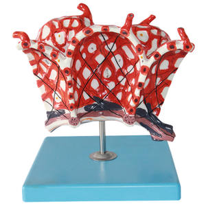 Modelo <span class=keywords><strong>de</strong></span> Alvéolo Humano, Estructura Alveolar Altamente Detallada con Capilares Codificados por Color para Educación Médica y Estudio Respiratorio - Product Image 3