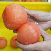 Hoge snelheid commerciële fruitenschiller, citrusschilmachine voor sinaasappel, appel, kiwi, perzik