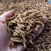 Snacks pour animaux de compagnie, 100% naturels, meilleur vente, aliments pour insectes, live, larve, black pearl, vente exceptionnelle